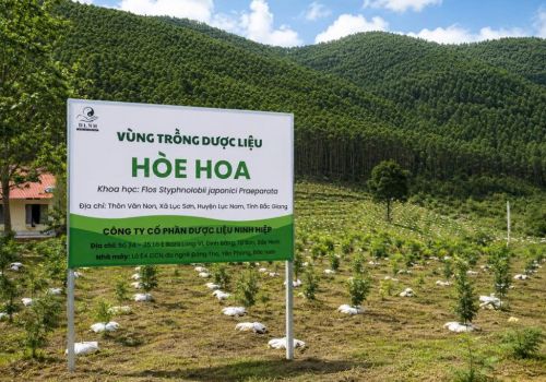 DƯỢC LIỆU NINH HIỆP PHÁT TRIỂN VÙNG TRỒNG HÒE HOA TẠI BẮC GIANG 