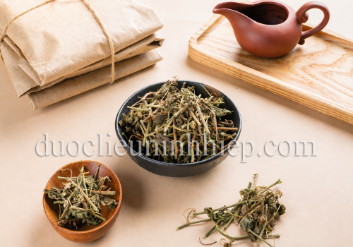 DƯỢC LIỆU CÀ GIAI LEO - DƯỢC LIỆU NINH HIỆP