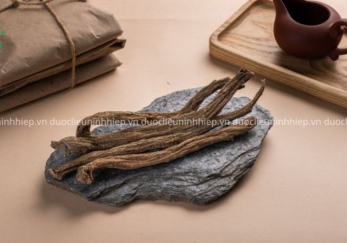 Tục đoạn - Dược liệu Ninh Hiệp