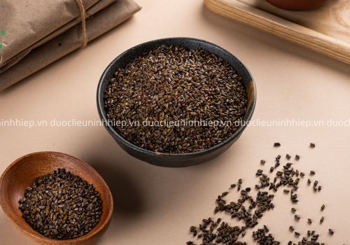 THẢO QUYẾT MINH - DƯỢC LIỆU NINH HIỆP