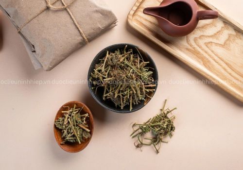 DƯỢC LIỆU CÀ GIAI LEO - DƯỢC LIỆU NINH HIỆP
