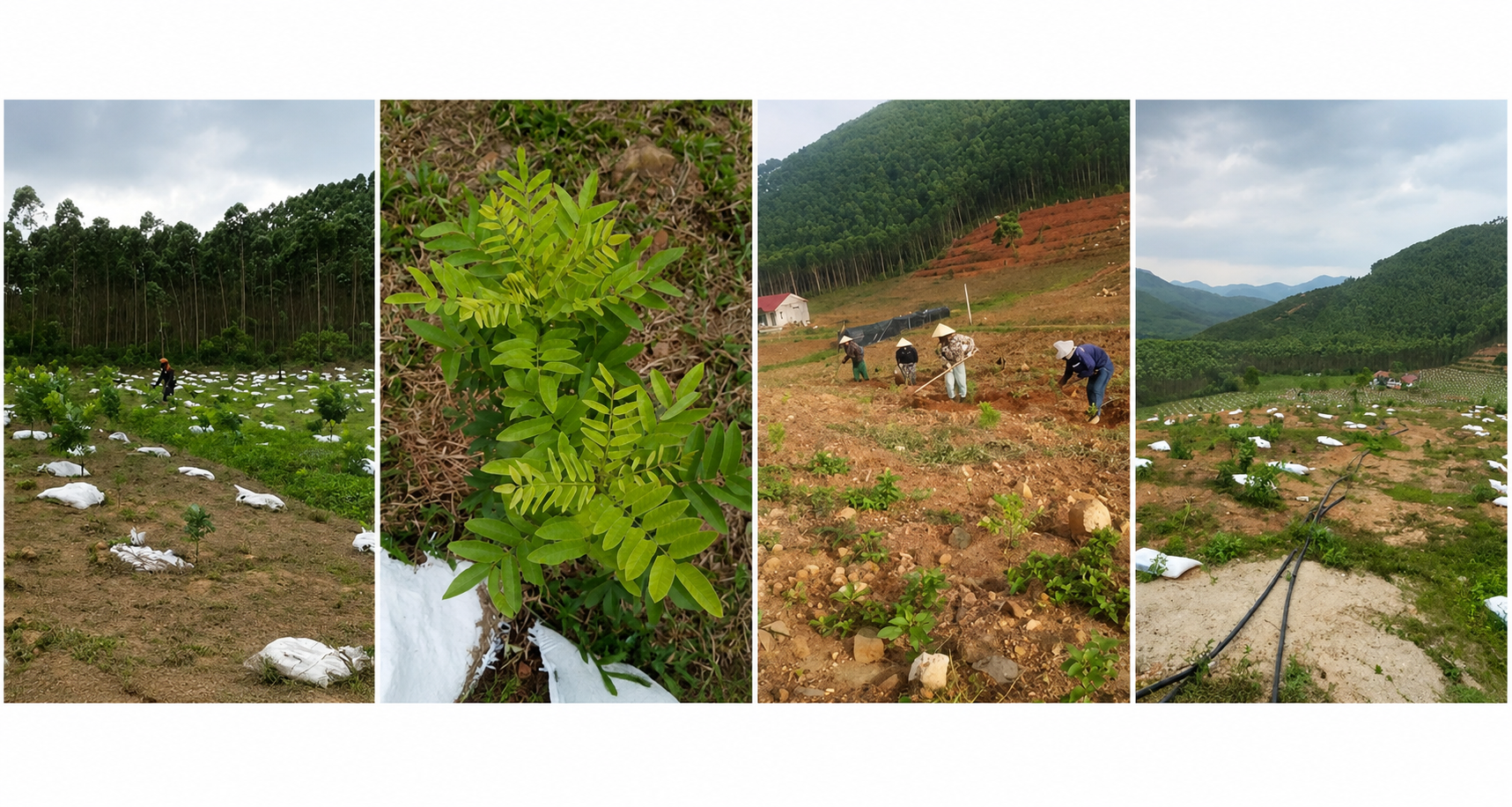 ChatGPT Image 13_44_56 29 thg 8, 2026